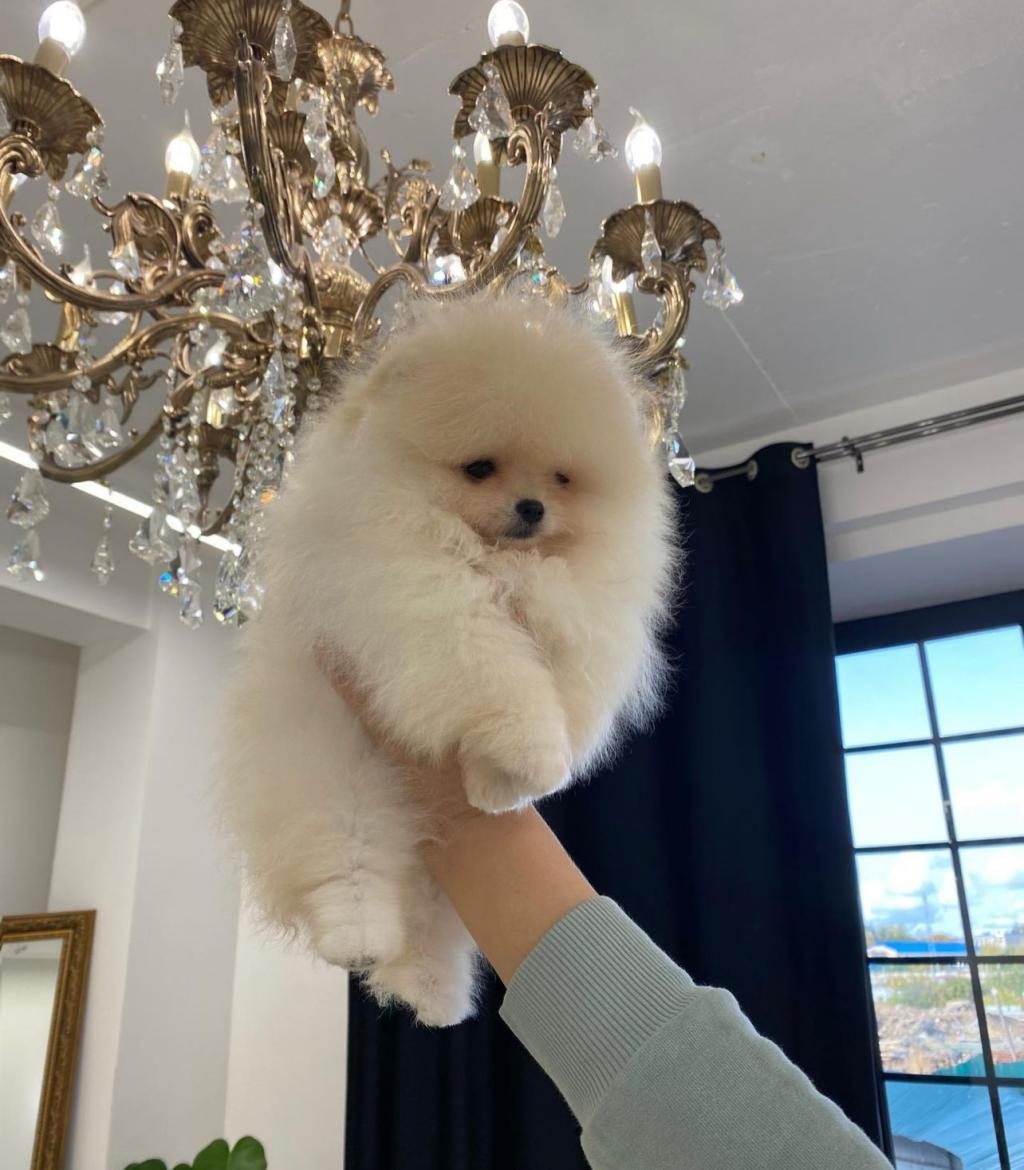 POMERANİAN BOO YAVRULAR