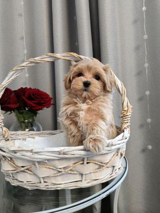 MALTİPOO YAVRULAR