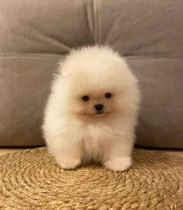 POMERANİAN BOO YAVRULAR
