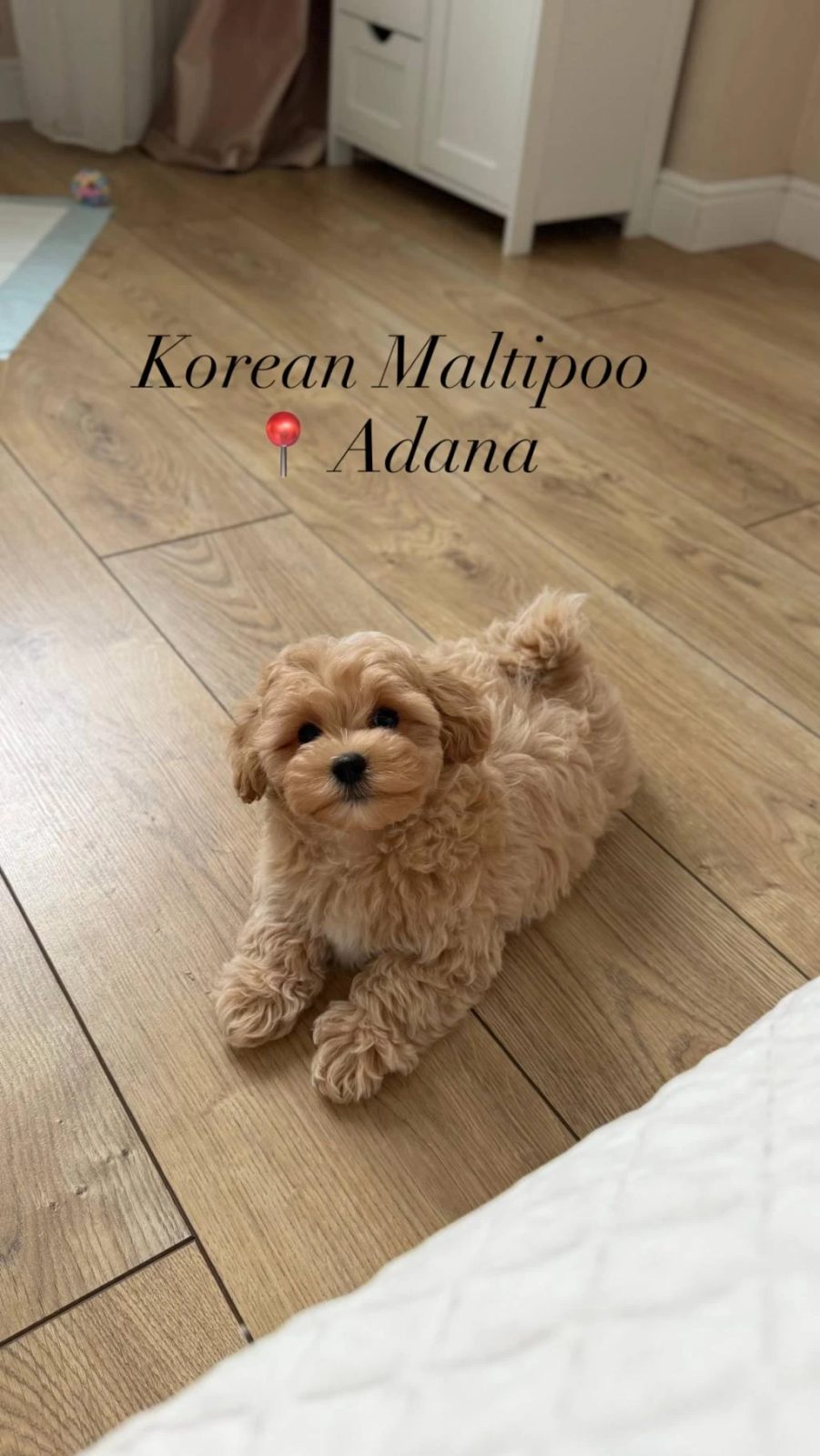 Kore Maltipoo Yavrular