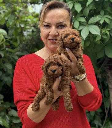 TOY POODLE PUPPY