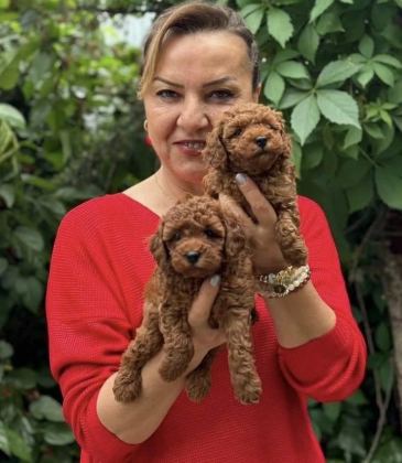 Harika Toy Poodle Puppy