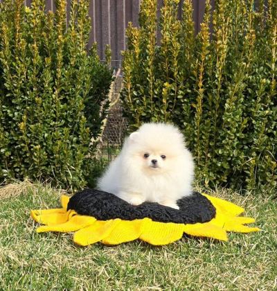POMERANİAN BOO YAVRULAR