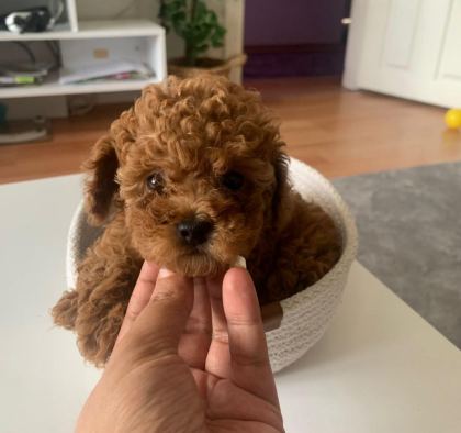 TOY POODLE PUPPY