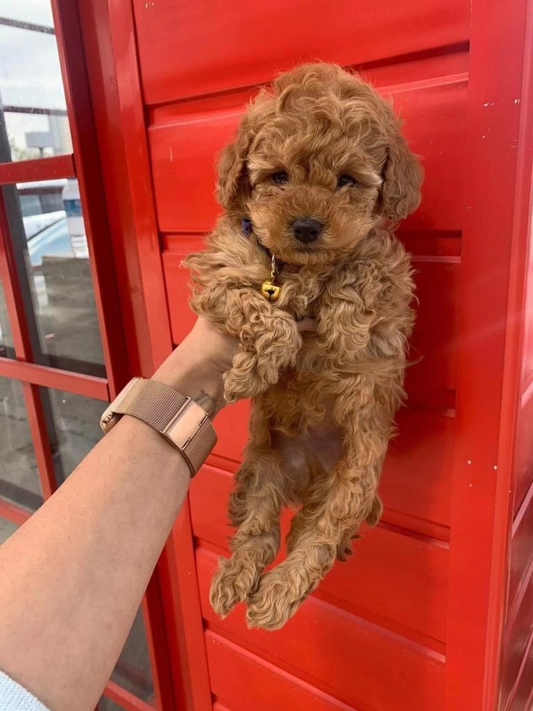 Harika Toy Poodle Puppy
