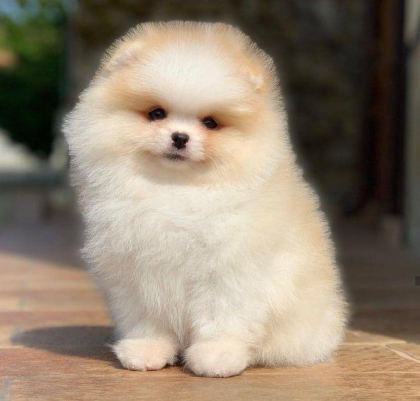 POMERANİAN BOO TEDDY BEAR AYI SURAT IRK GARANTİLİ