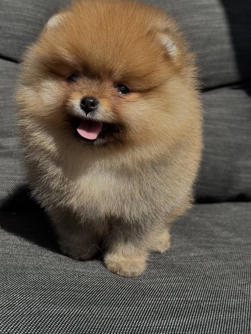 POMERANİAN BOO TEDDY BEAR AYI SURAT IRK GARANTİLİ