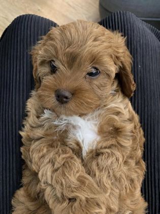 Kore Maltipoo Köpeklerimiz