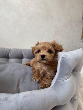 EFSANE MALTİPOO YAVRULAR