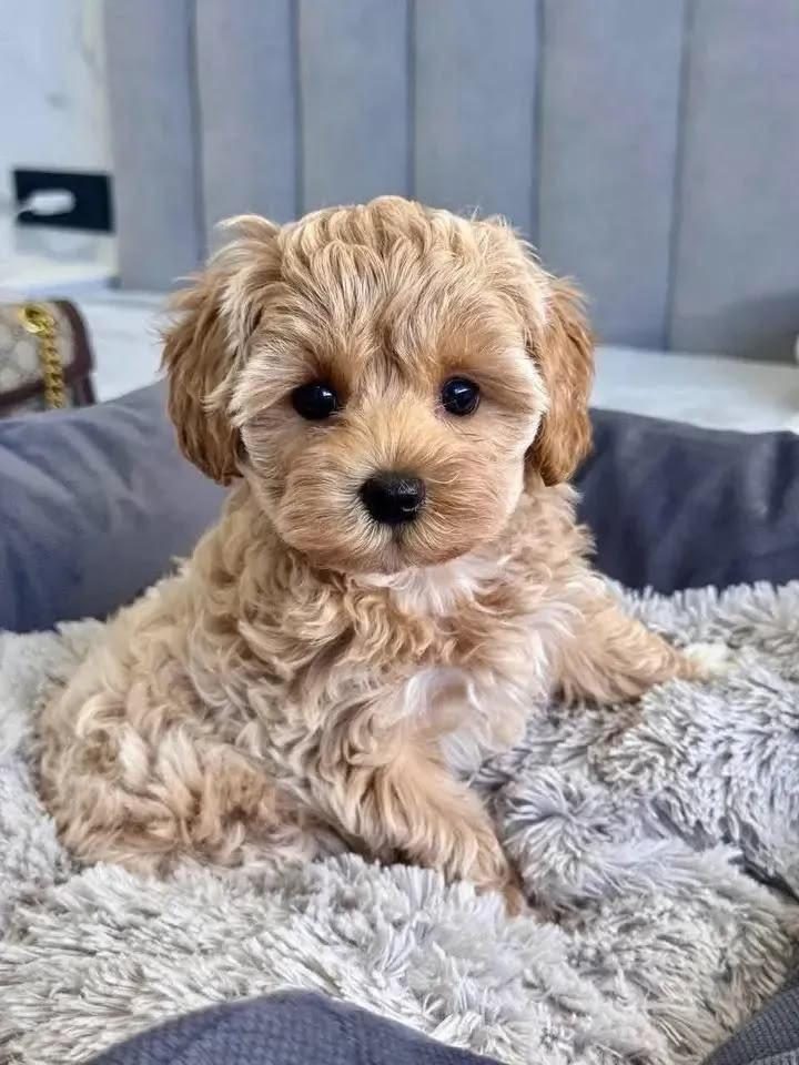 POODLE AYARINDA MALTİPOO YAVRULAR