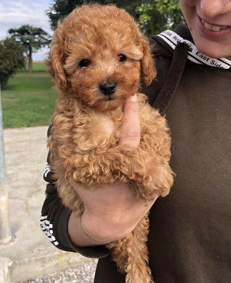 Harika Toy Poodle Köpekler