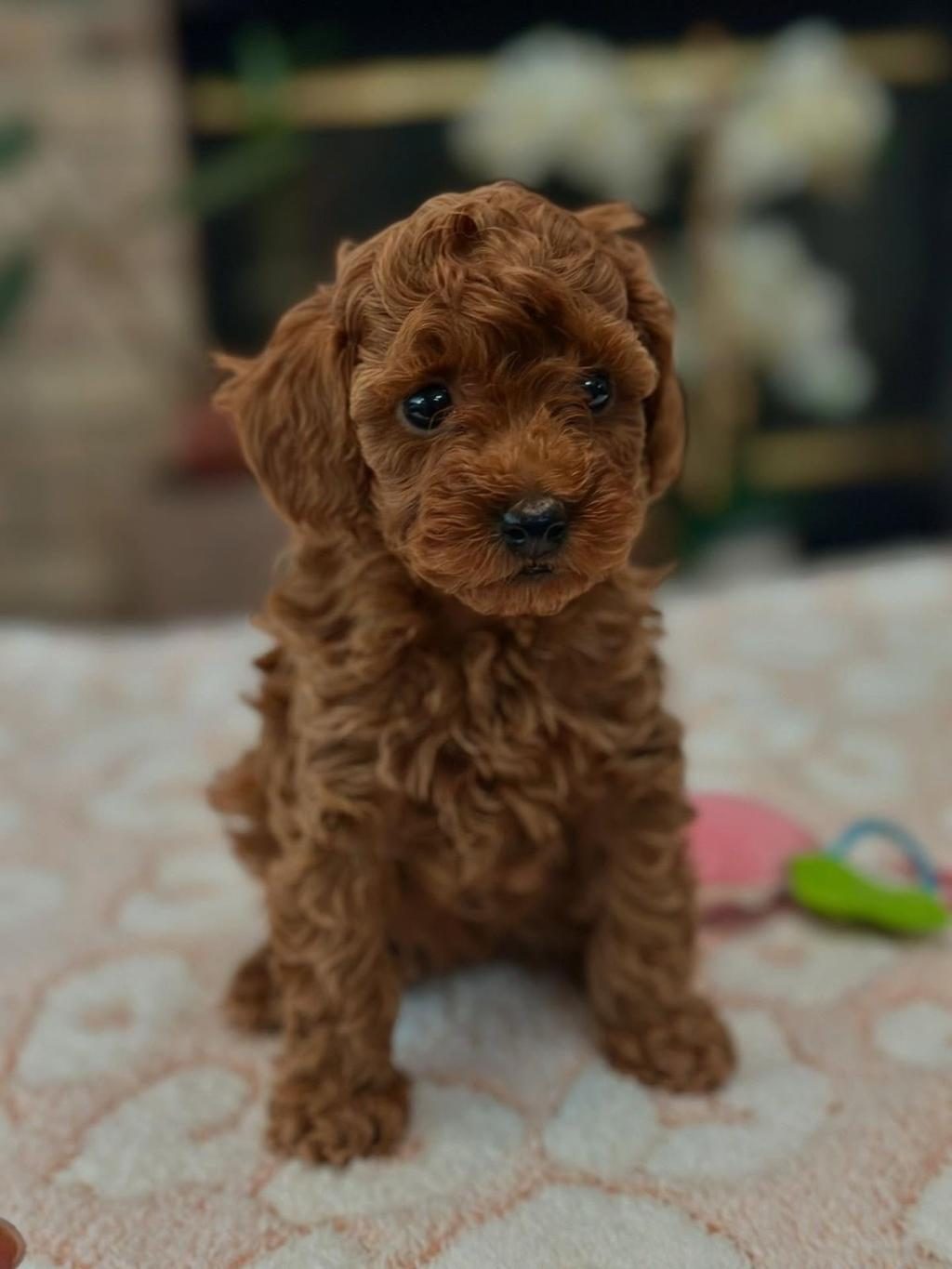 KORE TOY POODLE YAVRULAR