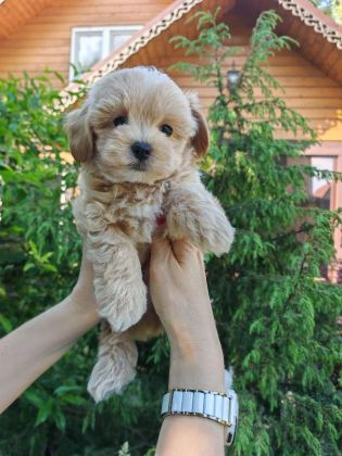 KORE MALTİPOO EĞİTİMLİ