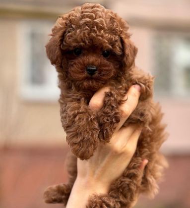 TOY POODLE PUPPY