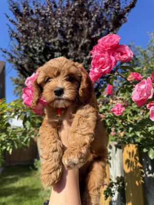 Kore Maltipoo Yavrular