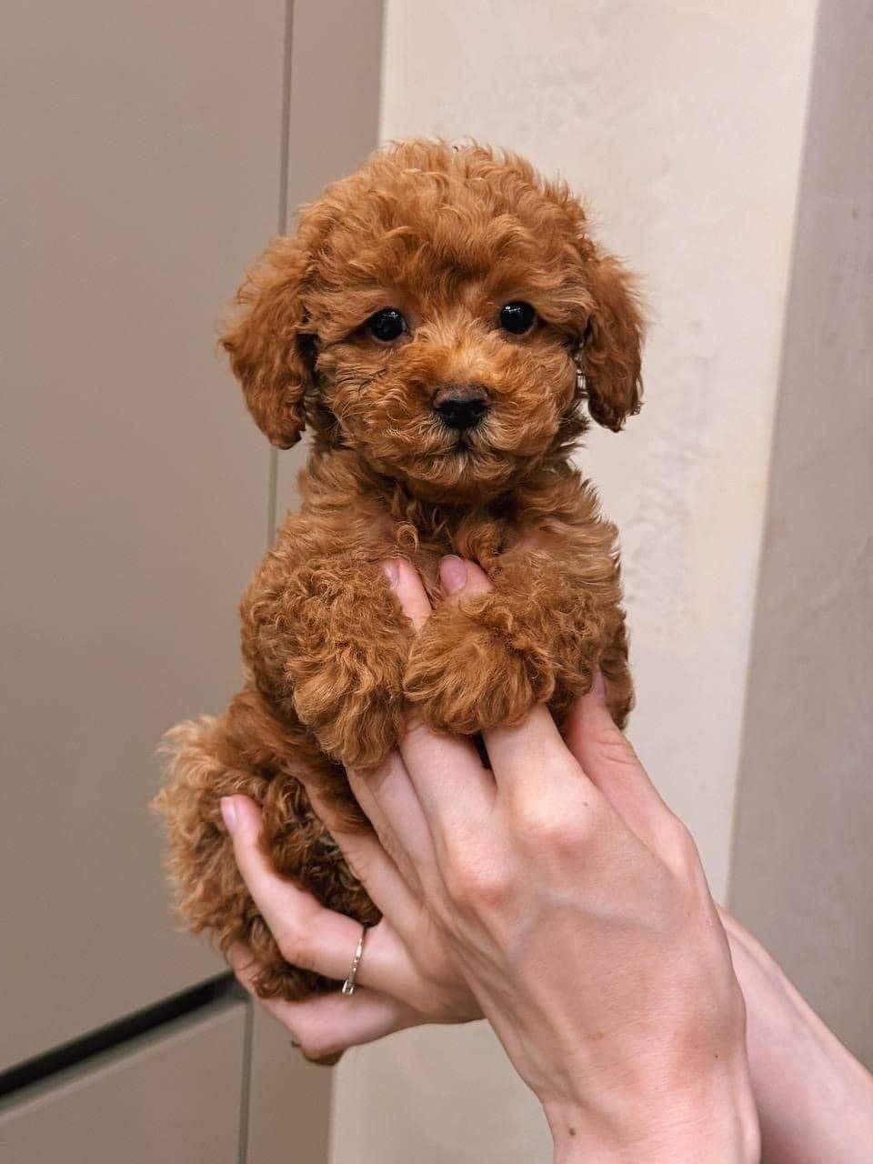 TOY POODLE YAVRULARIMIZ