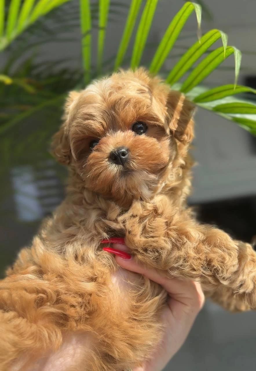Kore Maltipoo Yavrularımız