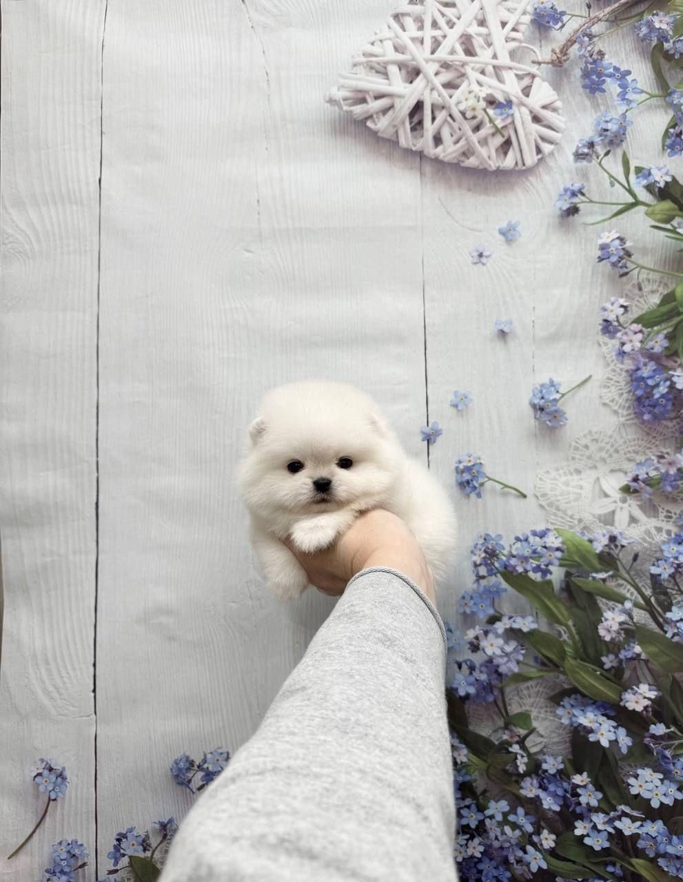 POMERANİAN BOO YAVRULAR