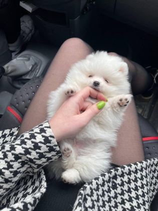 POMERANİAN BOO YAVRULAR