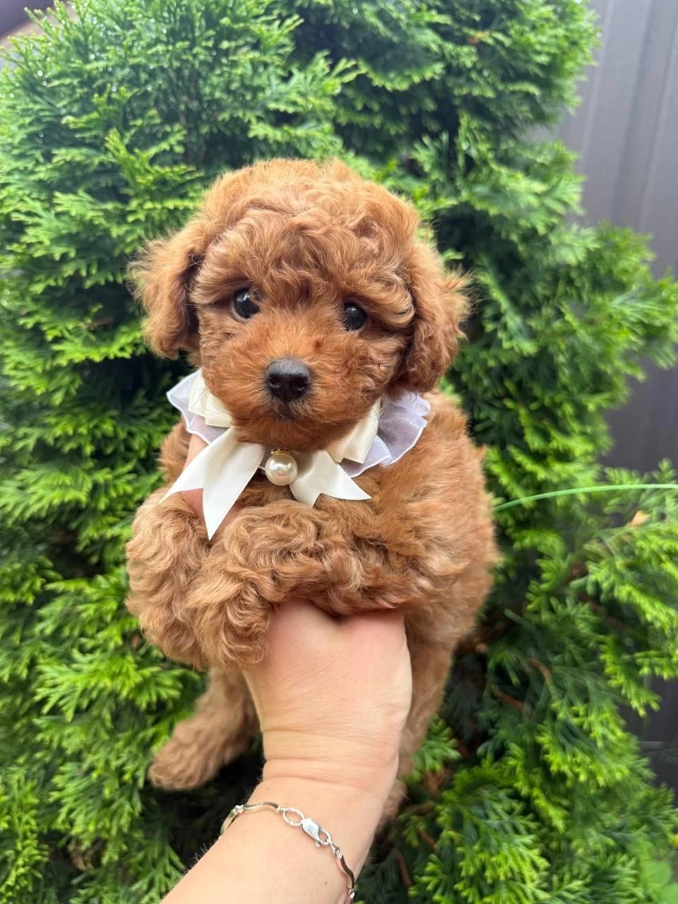 Toy Poodle Yavrularımız