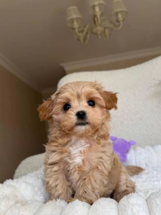 Kore Maltipoo Köpeklerimiz