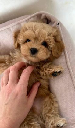 EFSANE MALTİPOO YAVRULAR