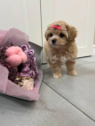 Kore Maltipoo Yavrularımız