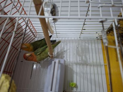 GENÇ ÇİFT SAĞLIKLI SEVDA PAPAĞANLAR