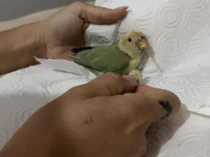 EV ÜRETİMİ YENİ YEME DÜŞMÜŞ SEVDA PAPAĞAN YAVRULARI