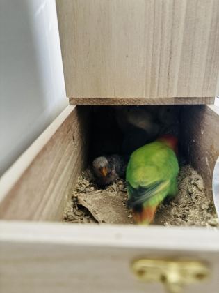 EV ÜRETİMİ YENİ YEME DÜŞMÜŞ SEVDA PAPAĞAN YAVRULARI