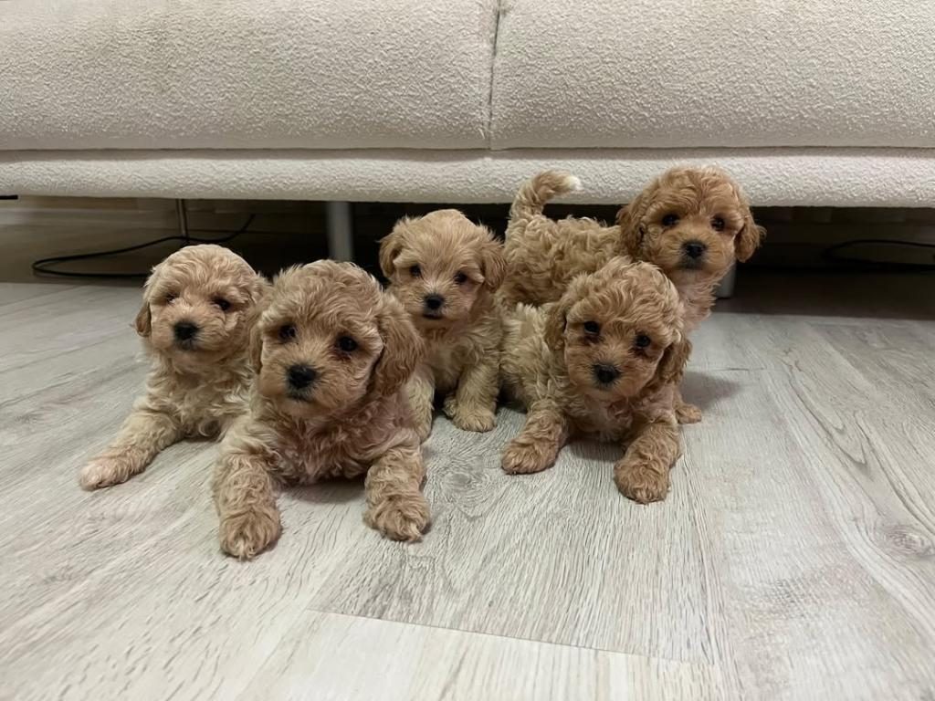 SHOW KALİTE MİNİBOY MALTİPOO