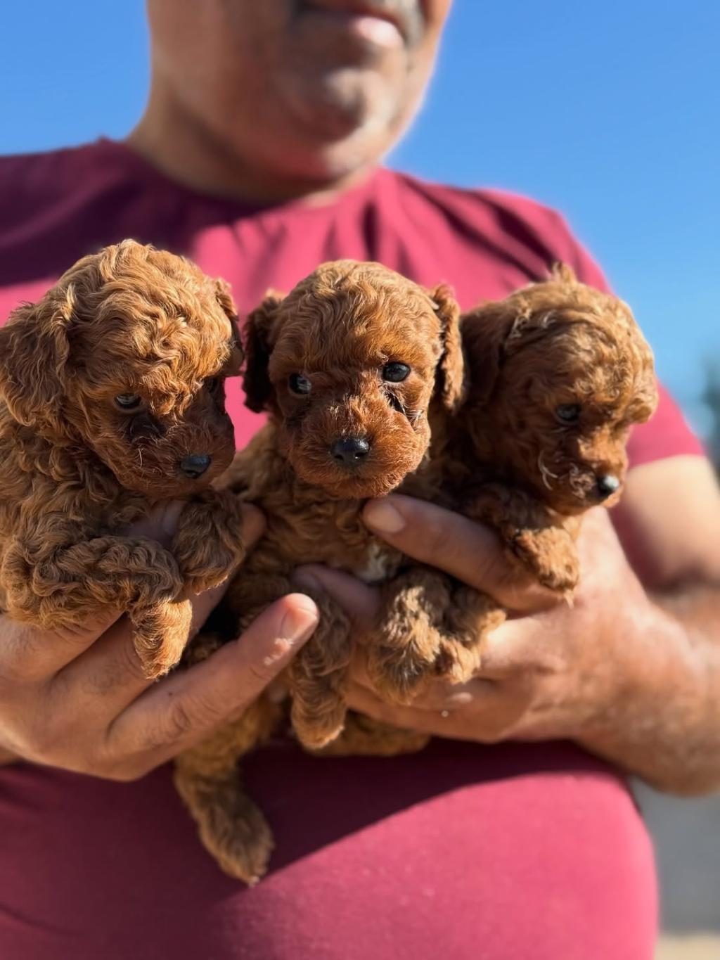 TEACUP KOREA POODLE SAGLIK VE KG GARANTİLİ WC EGİTİMLİ