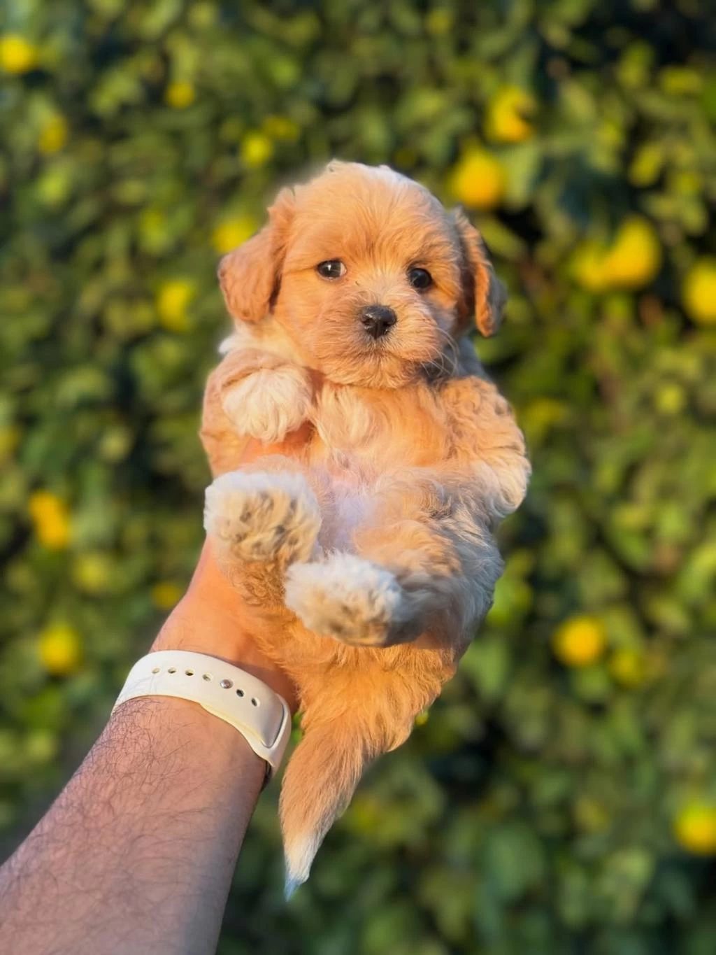 Show Kalite Miniboy Maltipoo