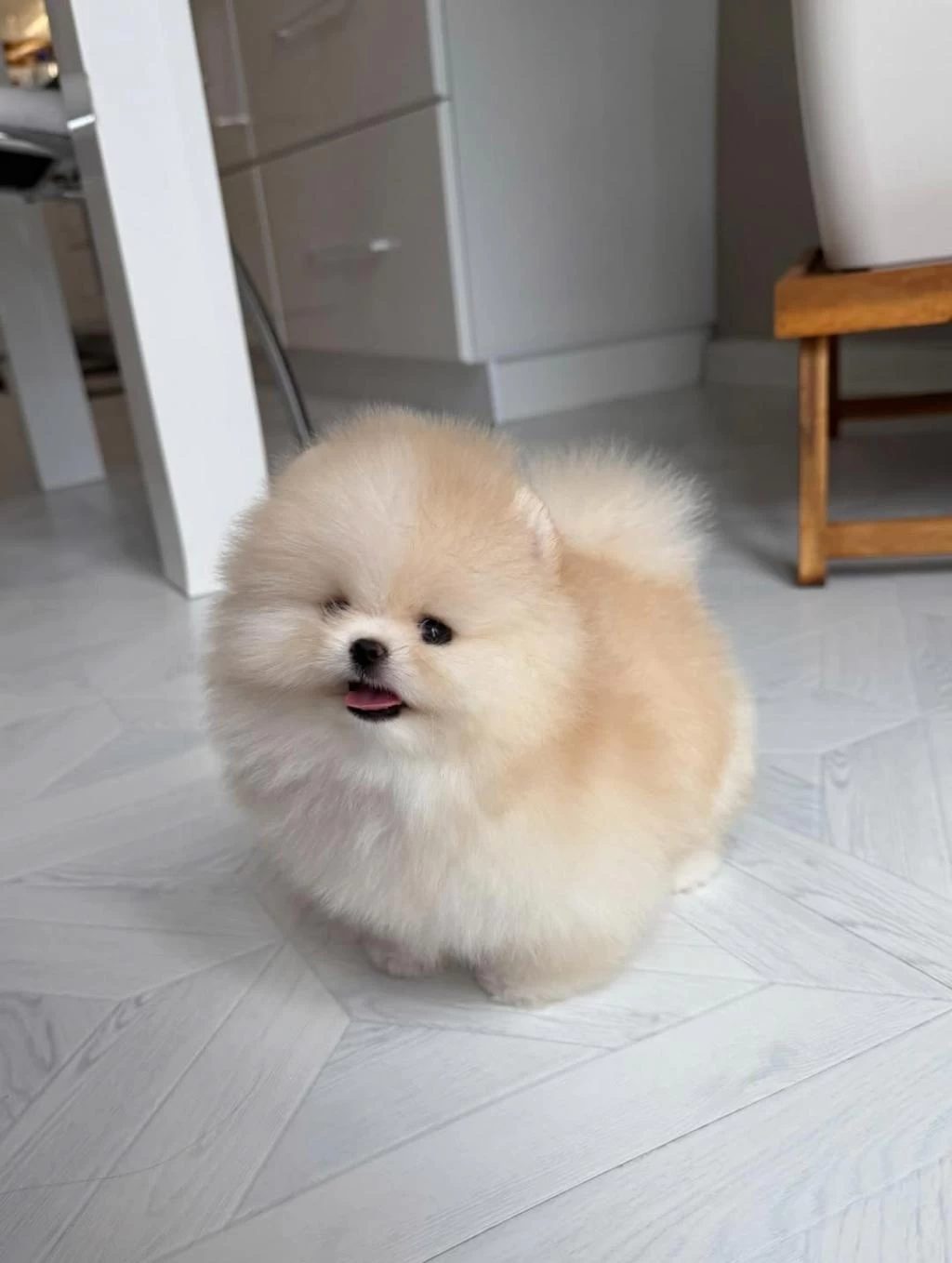Dünyalar Tatlisi Pomeranian Bebeklerimiz Sizlerle