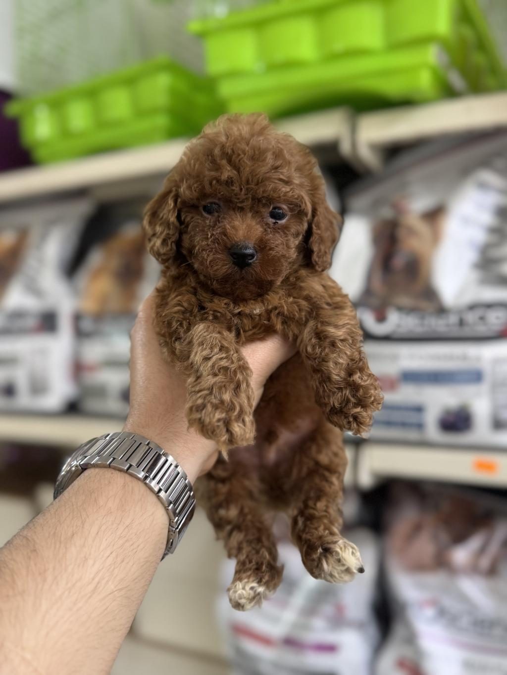 TOY POODLE SIFIR BOY YAVRULARIMIZ