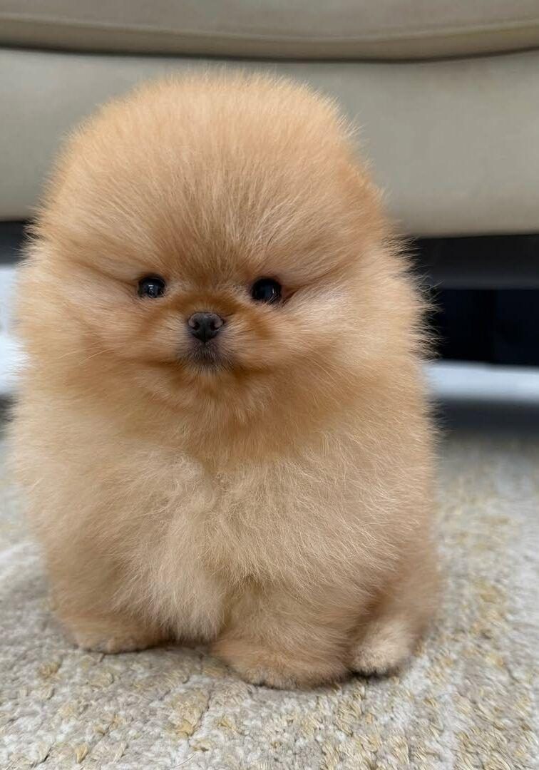 POMERANİAN SIFIR BOY YAVRULARIMIZ