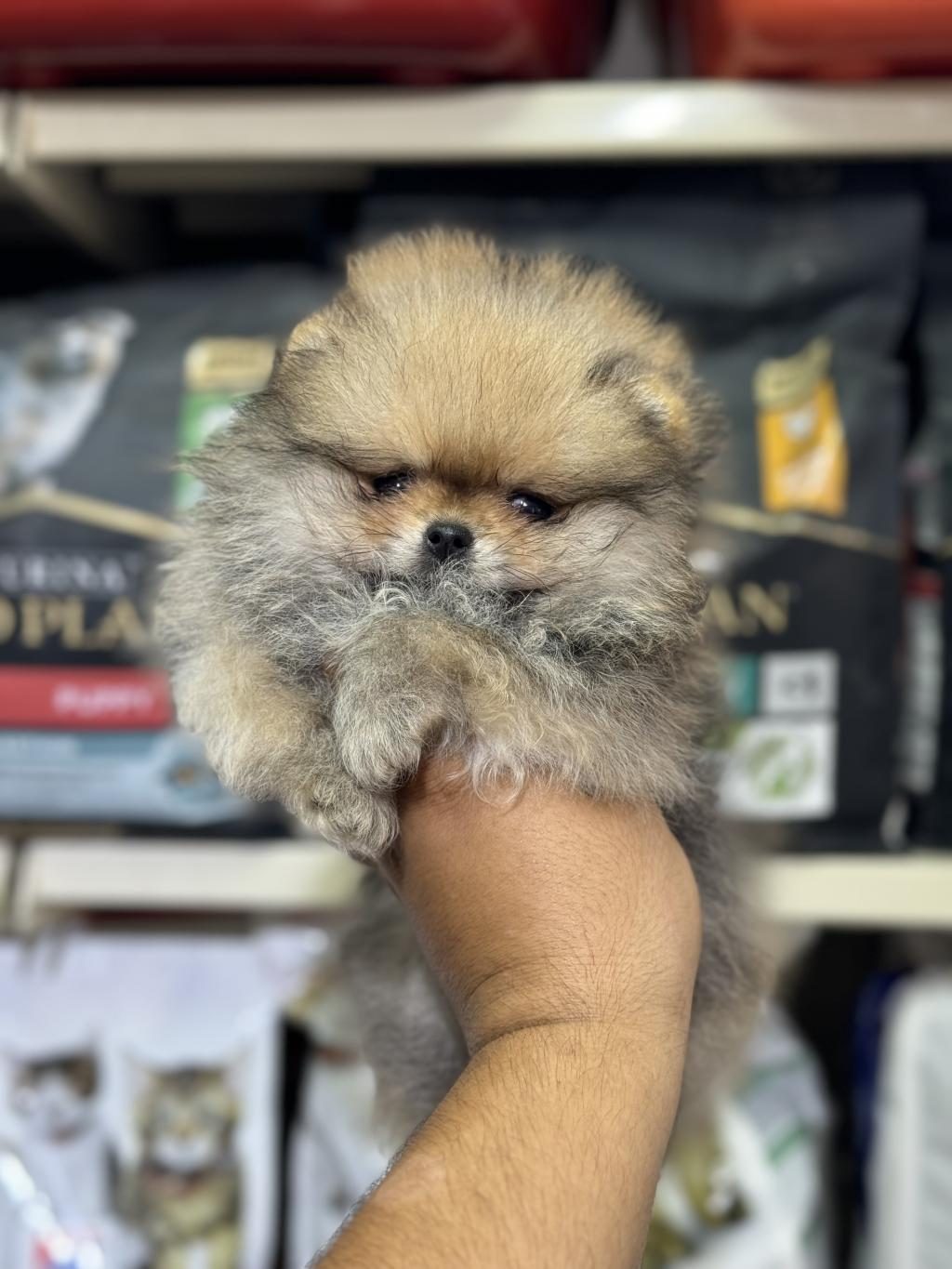 POMERANİAN YAVRUMUZ ORANGE RENK AŞILI