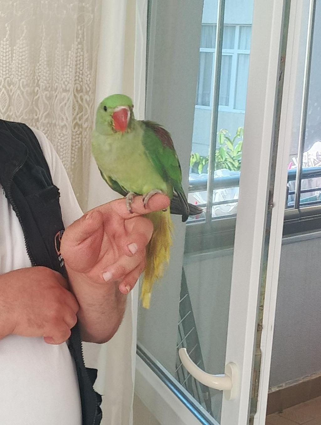 YAVRU ALEX İSKENDER PAPAĞANIMIZ