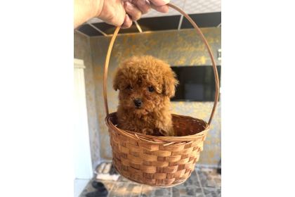 Core Teacup Kg Garantili Toy Poodle