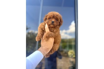Core Teacup Kg Garantili Toy Poodle