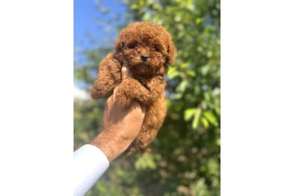 Core Teacup Kg Garantili Toy Poodle