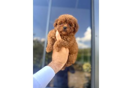Core Teacup Kg Garantili Toy Poodle