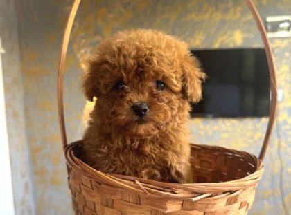 Core Teacup Kg Garantili Toy Poodle
