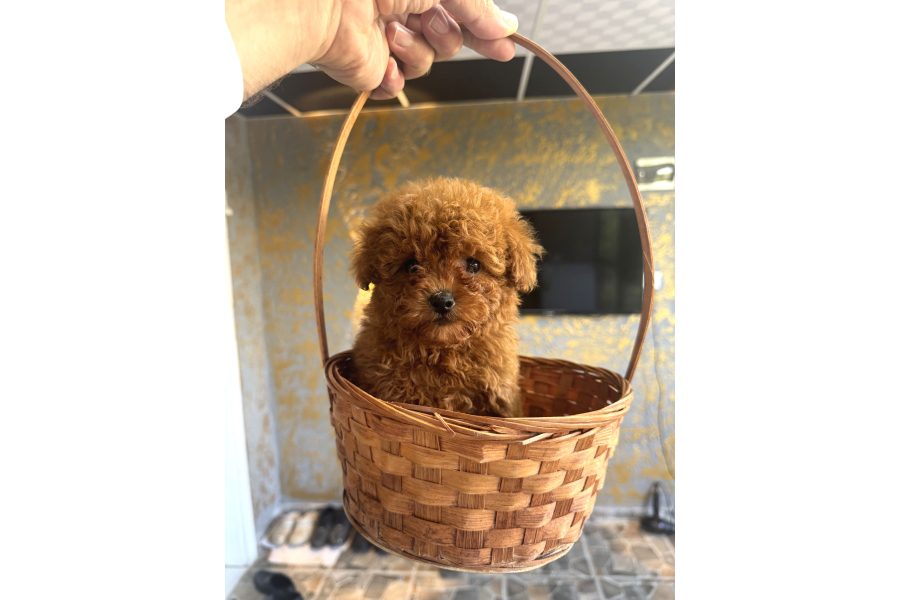 Core Teacup Kg Garantili Toy Poodle