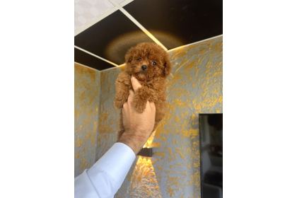 Core Teacup Kg Garantili Toy Poodle