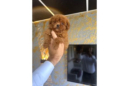 Core Teacup Kg Garantili Toy Poodle
