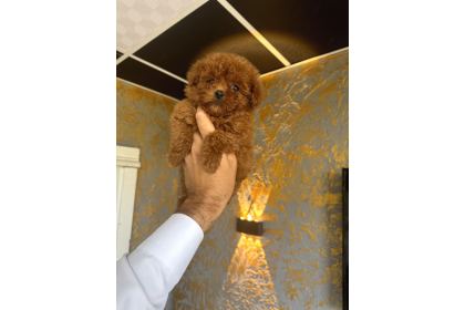 Core Teacup Kg Garantili Toy Poodle