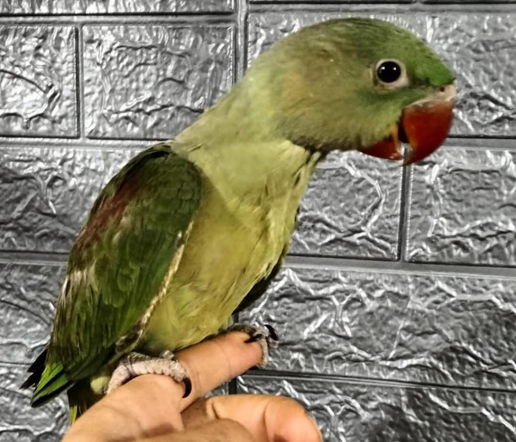 EL BESLEME ALEXANDER PAPAĞANLARI 81 İLE GÖNDERİM VARDIR