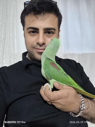 BEBEK ALEXANDER İSKENDER PAPAĞANI