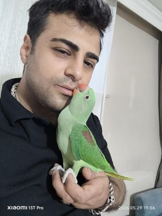 BEBEK ALEXANDER İSKENDER PAPAĞANI